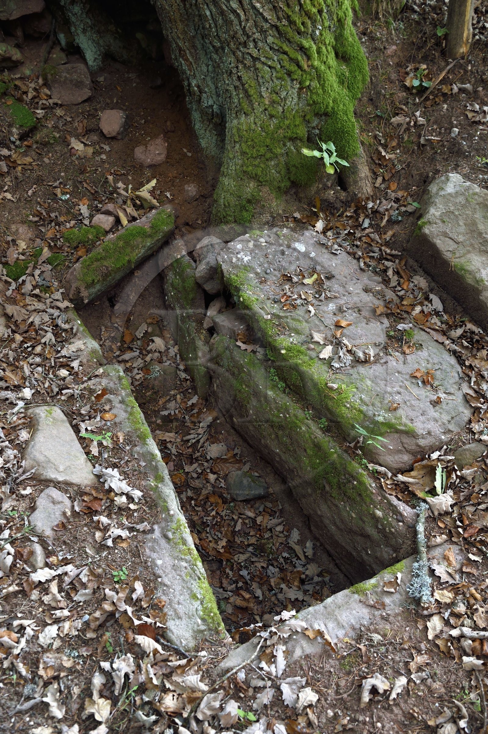 France, Bas-Rhin (67), Mont Saint-Odile, le Mur Païen, vestige d'un mur d'enceinte probablement de l'époque mérovingienne d'une longueur totale de onze kilomètres, tombe mérovingienne