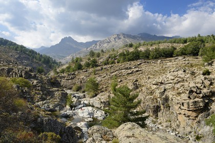 France, Haute-Corse (2B), région du Niolu (Niolo), baignades dans la rivière Golo aux alentours du pont génois Ponte Altu