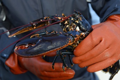 Sweden, Västra Götaland, Koster Islands, out to sea to retrieve lobster traps, lobster