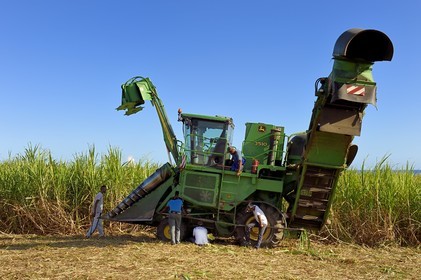 France, Reunion island (French overseas department), Saint-Louis, mechanical harvesting with a sugar cane harvester in a sugar cane field