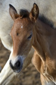 Espagne, Andalousie, province de Séville, Utrera, le haras Ayala (Yeguada Ayala), Pure race espagnole ou PRE (Pura Raza Espanola), poulain