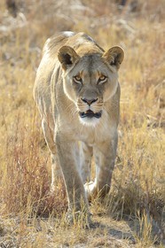 Zimbabwe, Midlands Province, Gweru, Antelope Park home to ALERT (African Lion and Environmental Research Trust), Zone 2, one of four young lioness (Panthera leo), which will be relinquished by a pride in a national park to repopulate