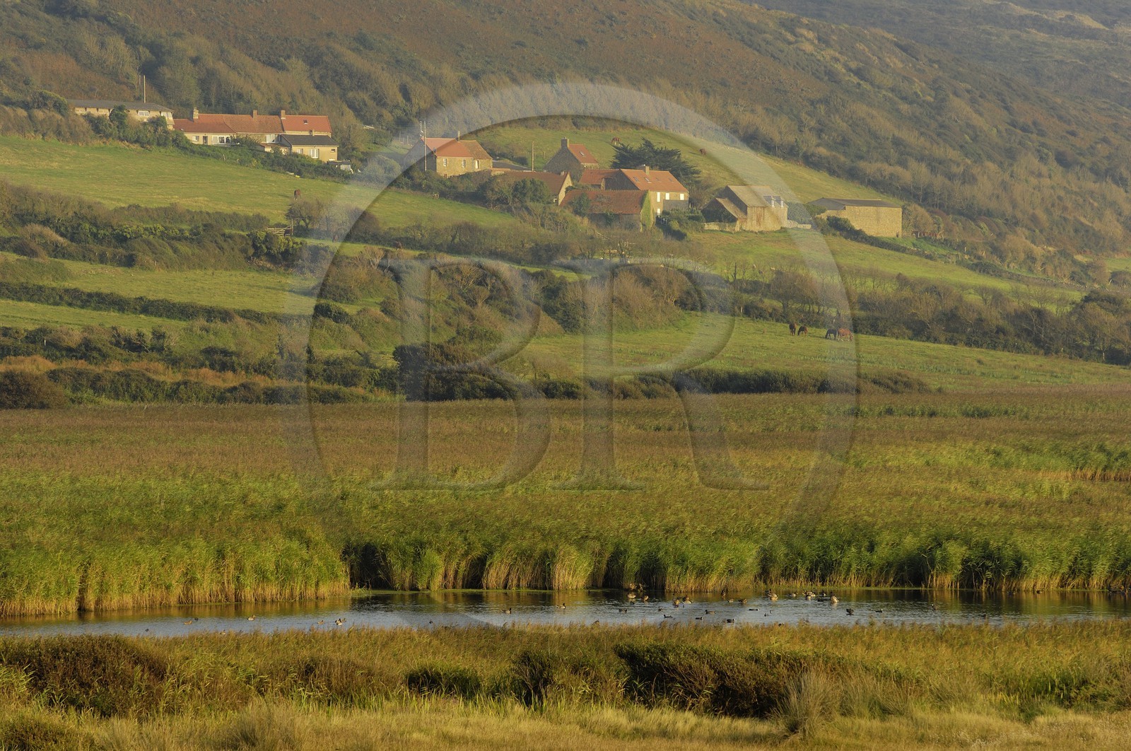 France, Manche (50), Cap de la Hague, dunes de l'anse de Vauville, la mare de Vauville