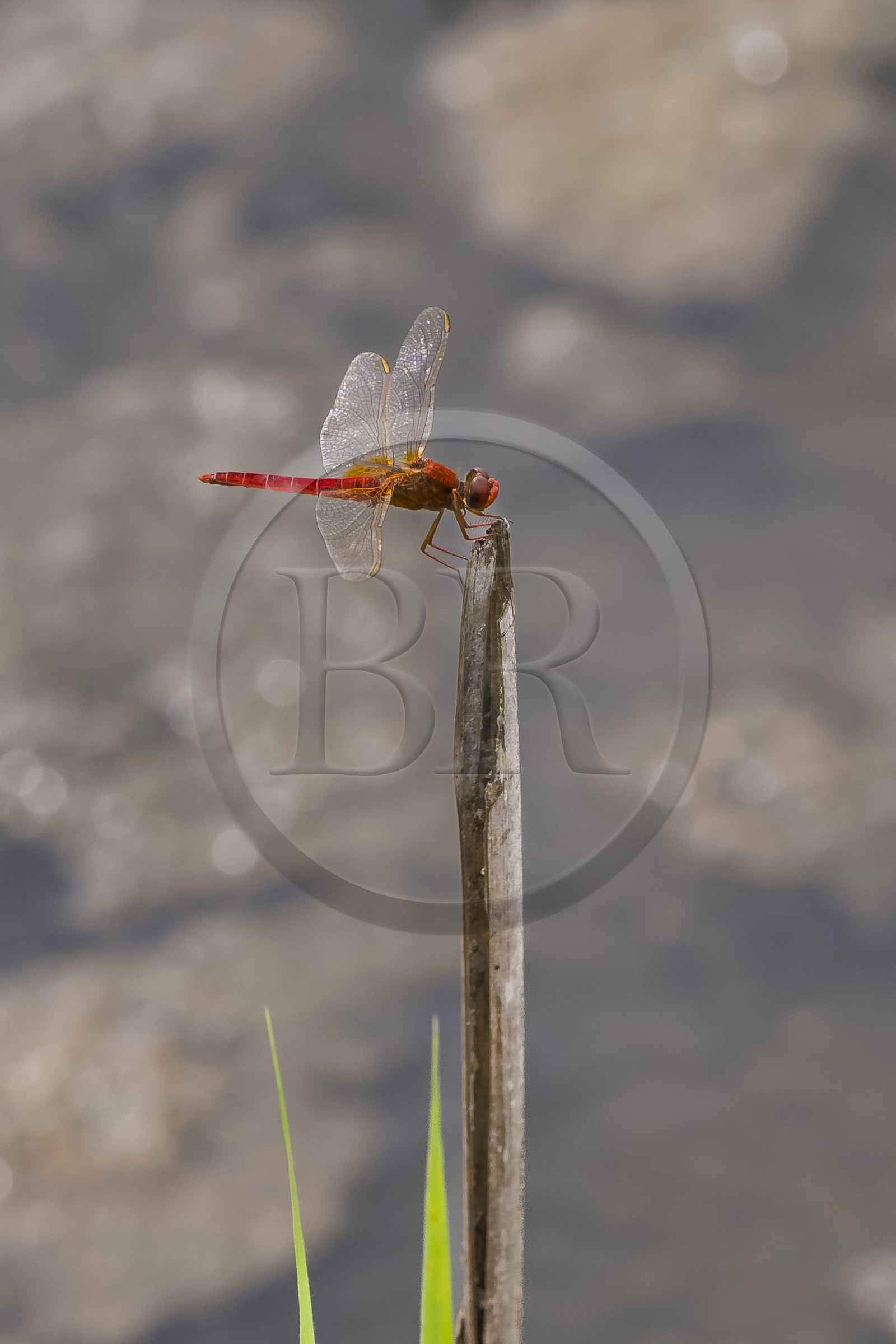 France, Gard (30), Vauvert, la Petite Camargue, réserve naturelle régionale du Scamandre, libellule écarlate (Crocothemis erythraea) ou Crocothémis écarlate