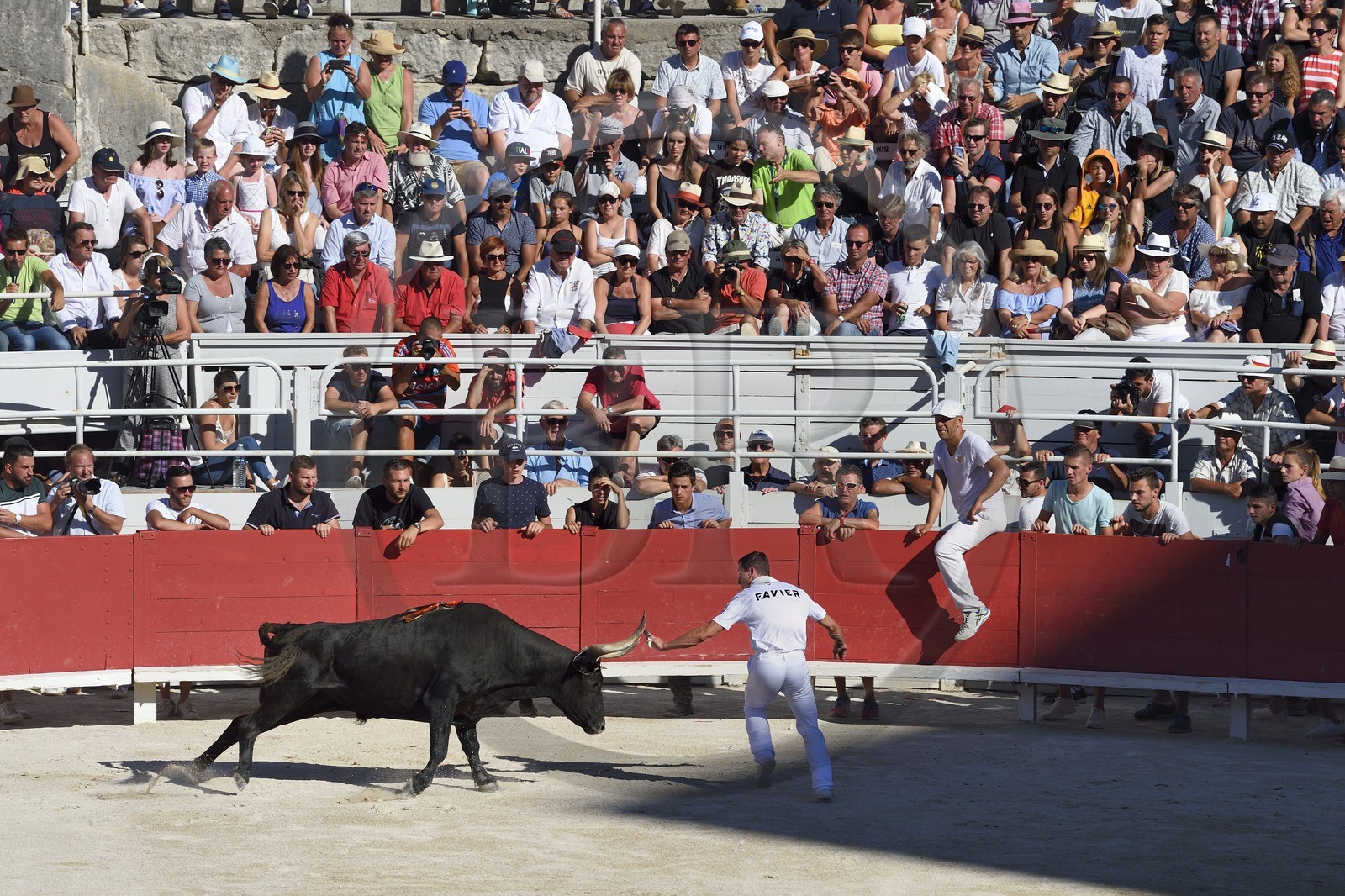 France, Bouches-du-Rhône (13), Arles, la course camarguaise  de la Cocarde d'Or aux Arènes, raseteur tentant d'attraper les attributs primés sur les cornes du taureau France, Bouches-du-Rhône (13), Arles, la course camarguaise  de la Cocarde d'Or aux Arènes, raseteur tentant d'attraper les attributs primés sur les cornes du taureau