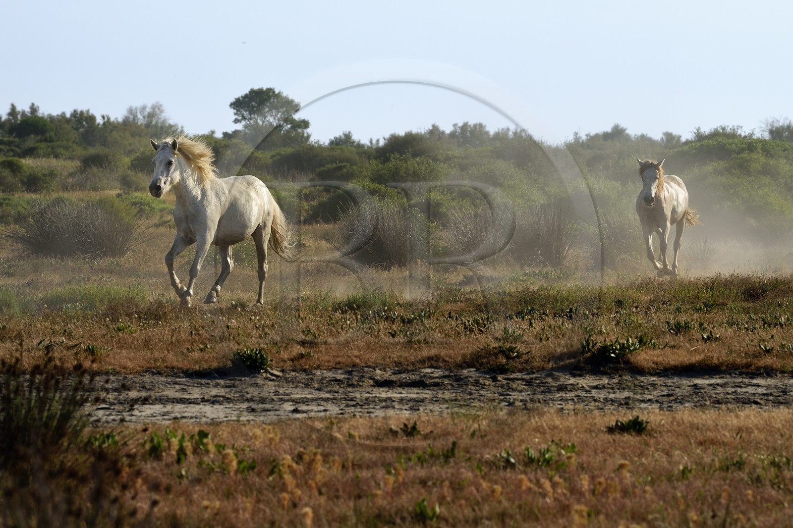 France, Bouches-du-Rhône (13), Parc naturel régional de Camargue, vers l'étang de Malagroy, manade Jacques Mailhan, chevaux de Camargue dans la sansouire