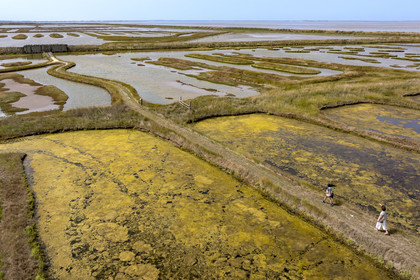 France, Charente Maritime, Saintonge, Saint-Froult, Moeze-Oléron nature reserve in the Brouage marsh area, ornithological observation and visit to the reserve on the trails in the former salt marshes