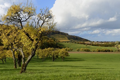France, Meuse (55), Parc régional de Lorraine, Cotes de Meuse, Hattonchâtel, mirabelliers