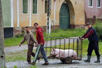 Roumanie, Transylvanie, région de Biertan, Copsa Mare, transport d'un cochon