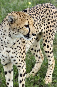 Namibie, Otjiwarongo, Cheetah Conservation Fund, centre de recherche et d'éducation, guépard (Acinonyx jubatus)