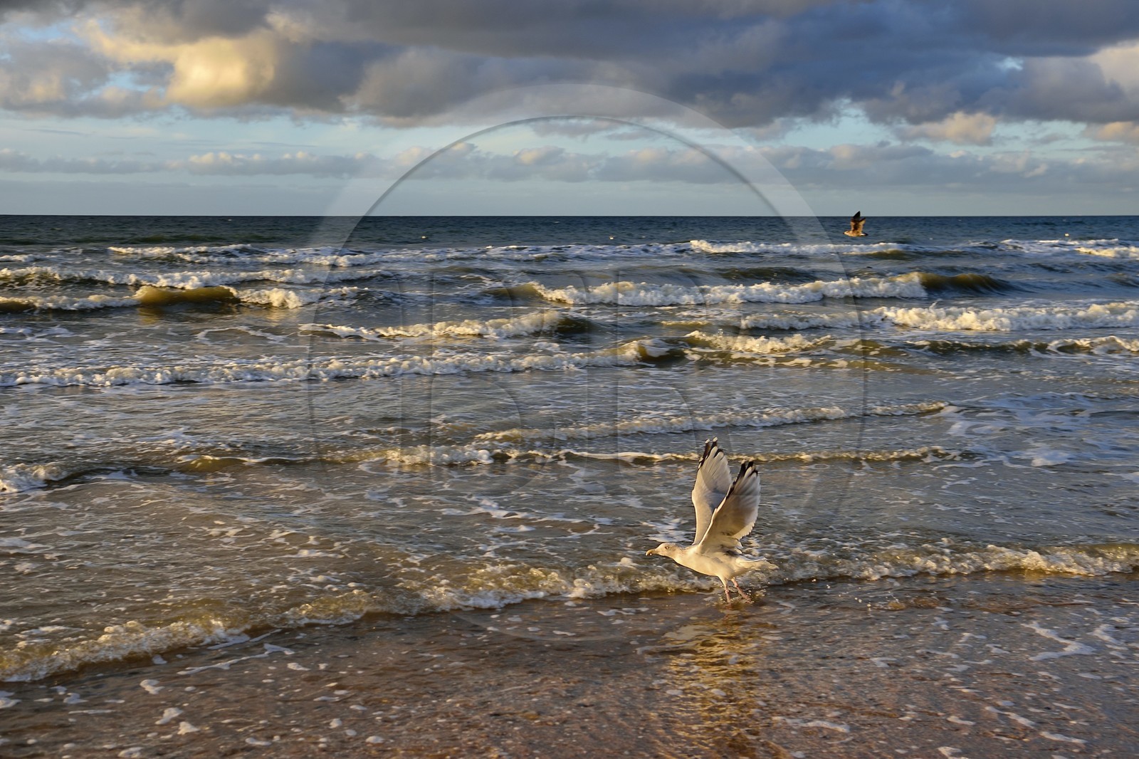 France, Calvados (14), Pays d'Auge, la côte Fleurie, Cabourg, goéland prenant son envol sur la plage de la station balnéaire France, Calvados (14), Pays d'Auge, la côte Fleurie, Cabourg, goéland prenant son envol sur la plage de la station balnéaire