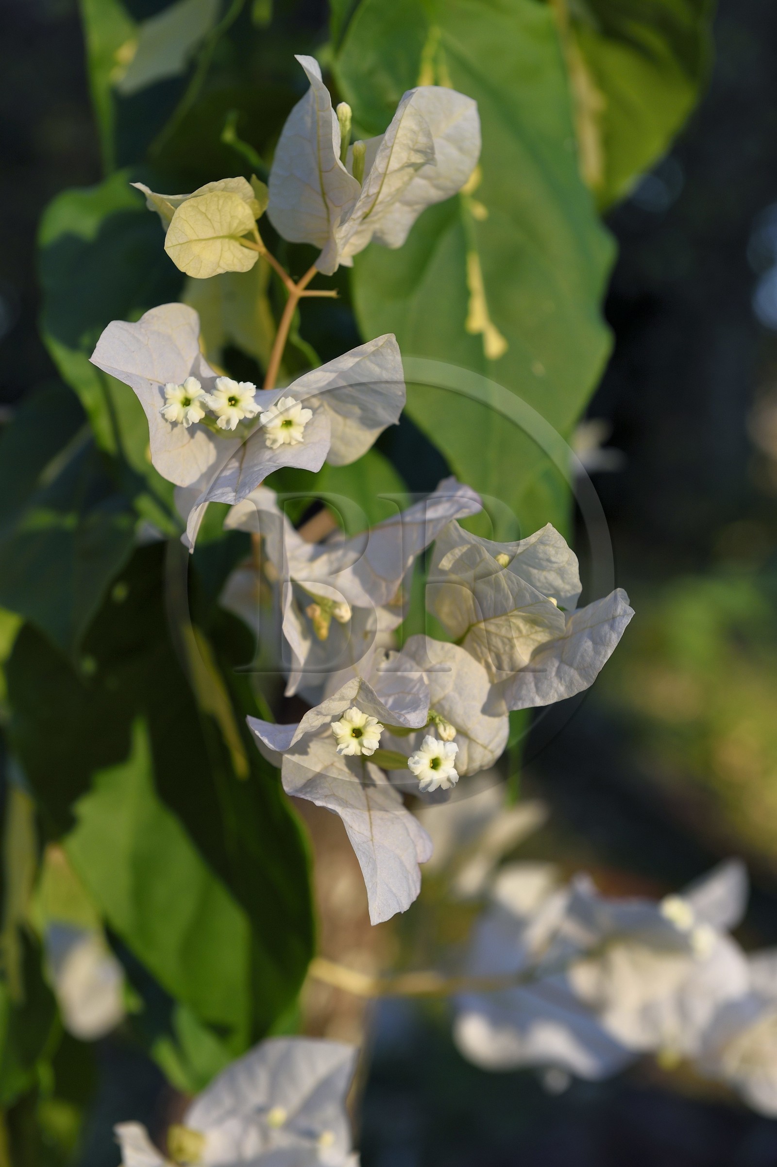 France, Ile de la Reunion, Petite-Ile, bougainvillier (Bougainvillea)