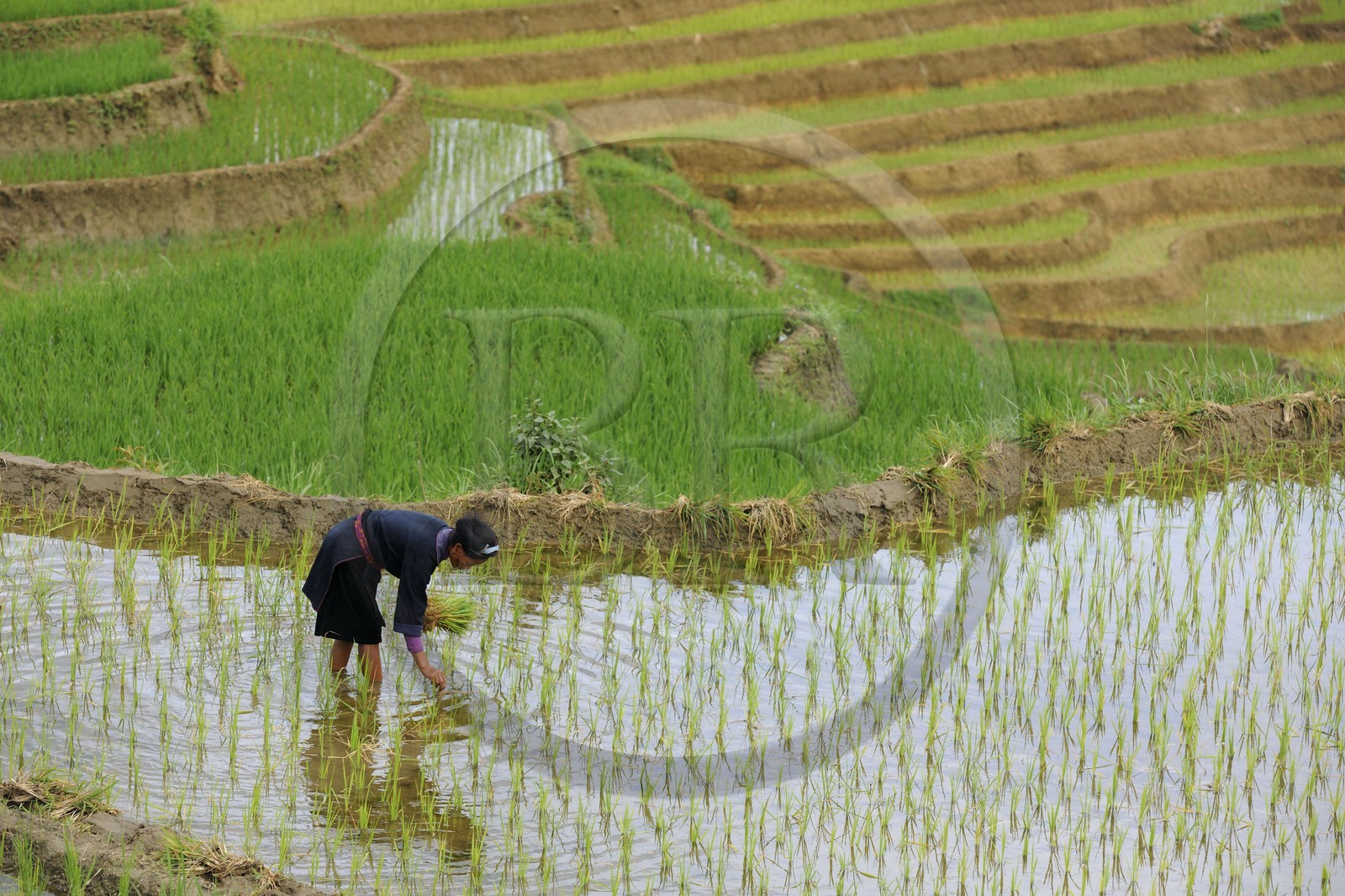 Vietnam, province de Lao Cai, région de Nord-Ouest de Sapa, femme de la minorité Hmong Bleu dans les rizières