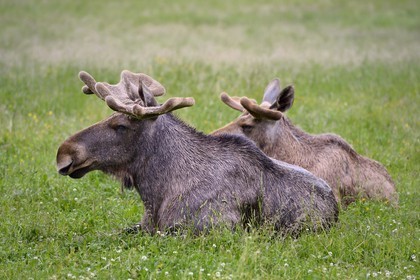 Sweden, Vasterbotten County, Umea region, Bjurholm, the Elk's House (Algens Hus), livestock