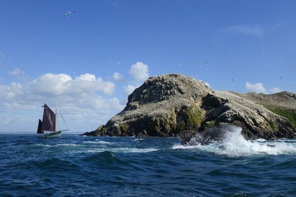 France, Côtes-d'Armor (22), Perros-Guirec, archipel et réserve ornithologique de Sept-Iles,  le voilier traditionnel Sant C'hireg (Saint Guirec) devant l'Ile Rouzic, colonie de fous de Bassan (Morus bassanus), unique point de nidification en France pour plus de 20000 couples