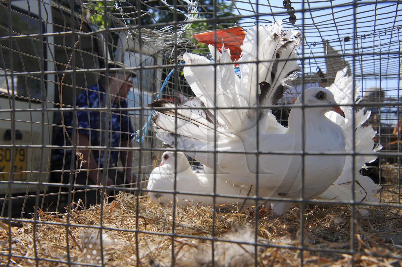 France, Saône et Loire (71), Louhans, le marché à la volaille du lundi, colombe