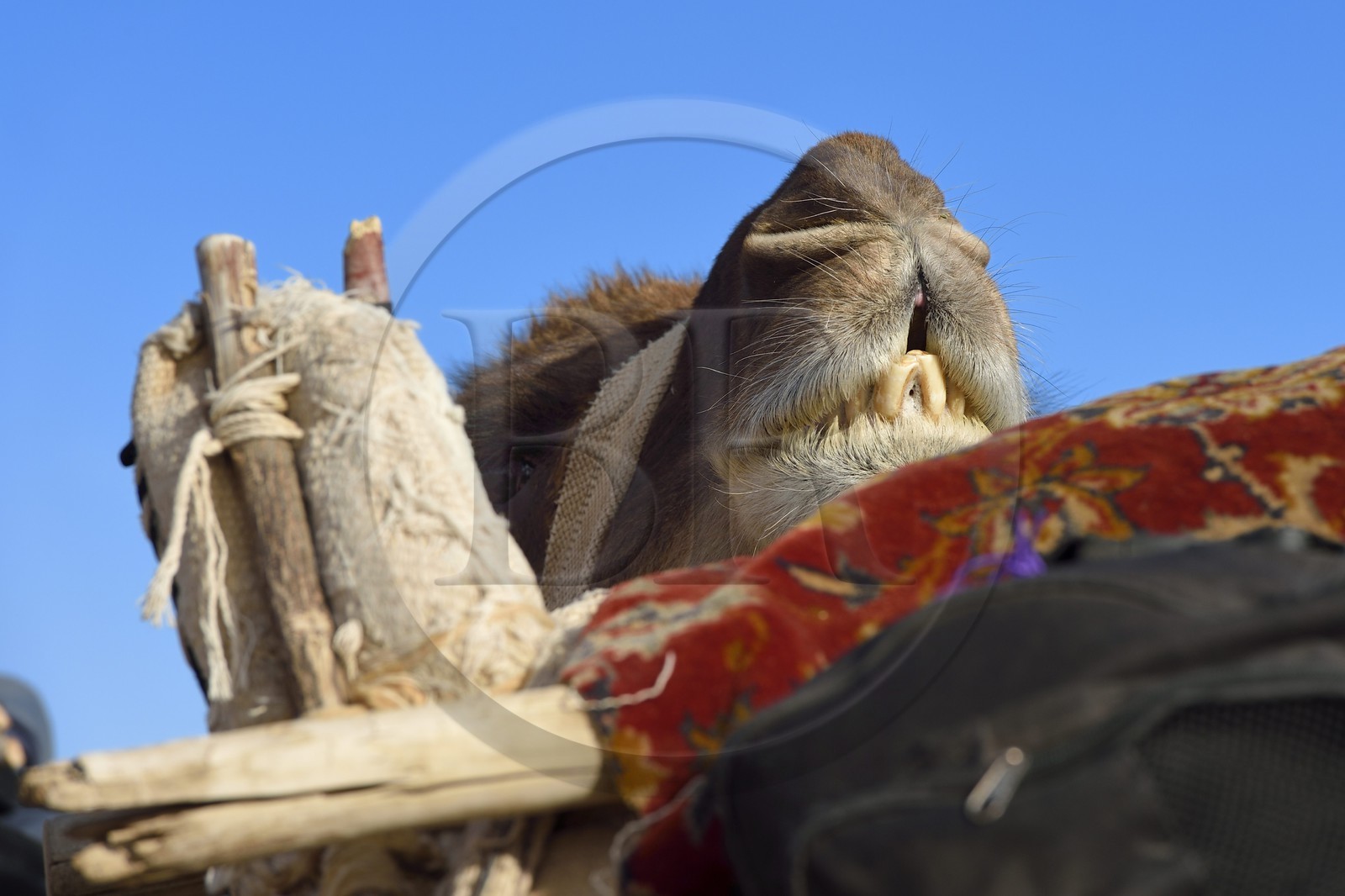 Iran, Province d'Ispahan, désert du Dasht-e Kavir, Mesr dans la région de Khur et Biabanak, dromadaire (Camelus dromedarius)