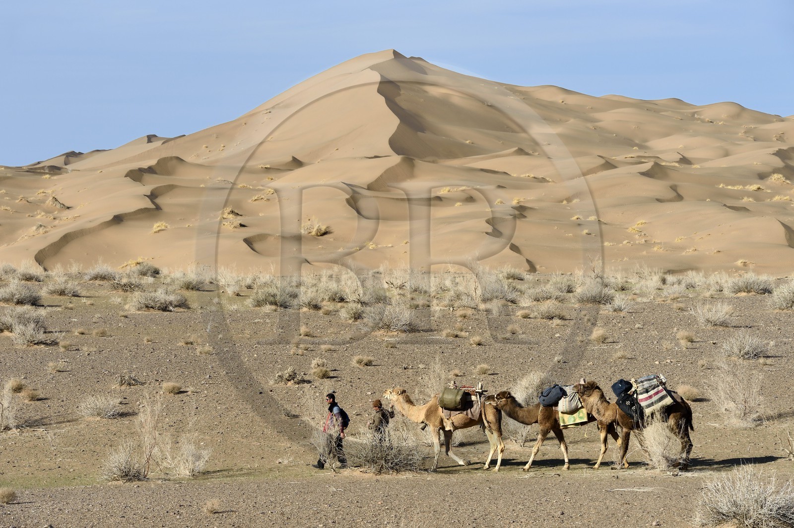 Iran, Province d'Ispahan, désert du Dasht-e Kavir, Mesr dans la région de Khur et Biabanak, caravane de dromadaires passant au pied des dunes de sable Iran, Province d'Ispahan, désert du Dasht-e Kavir, Mesr dans la région de Khur et Biabanak, caravane de dromadaires passant au pied des dunes de sable