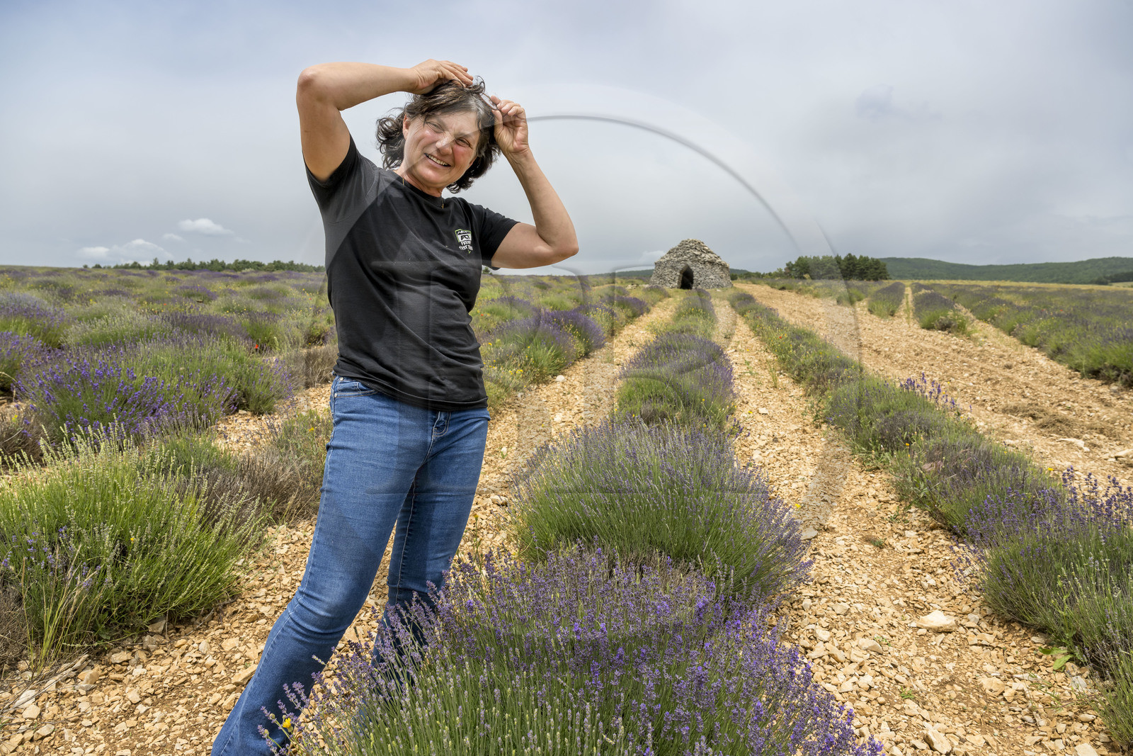 France, Drôme (26), Drome provençale, Pays de Sault, Ferrassières, la lavandicultrice Nathalie Busi dans son champ de lavandes (lavandin grosso), cabane en pierre sèche appelée borie en arrière plan