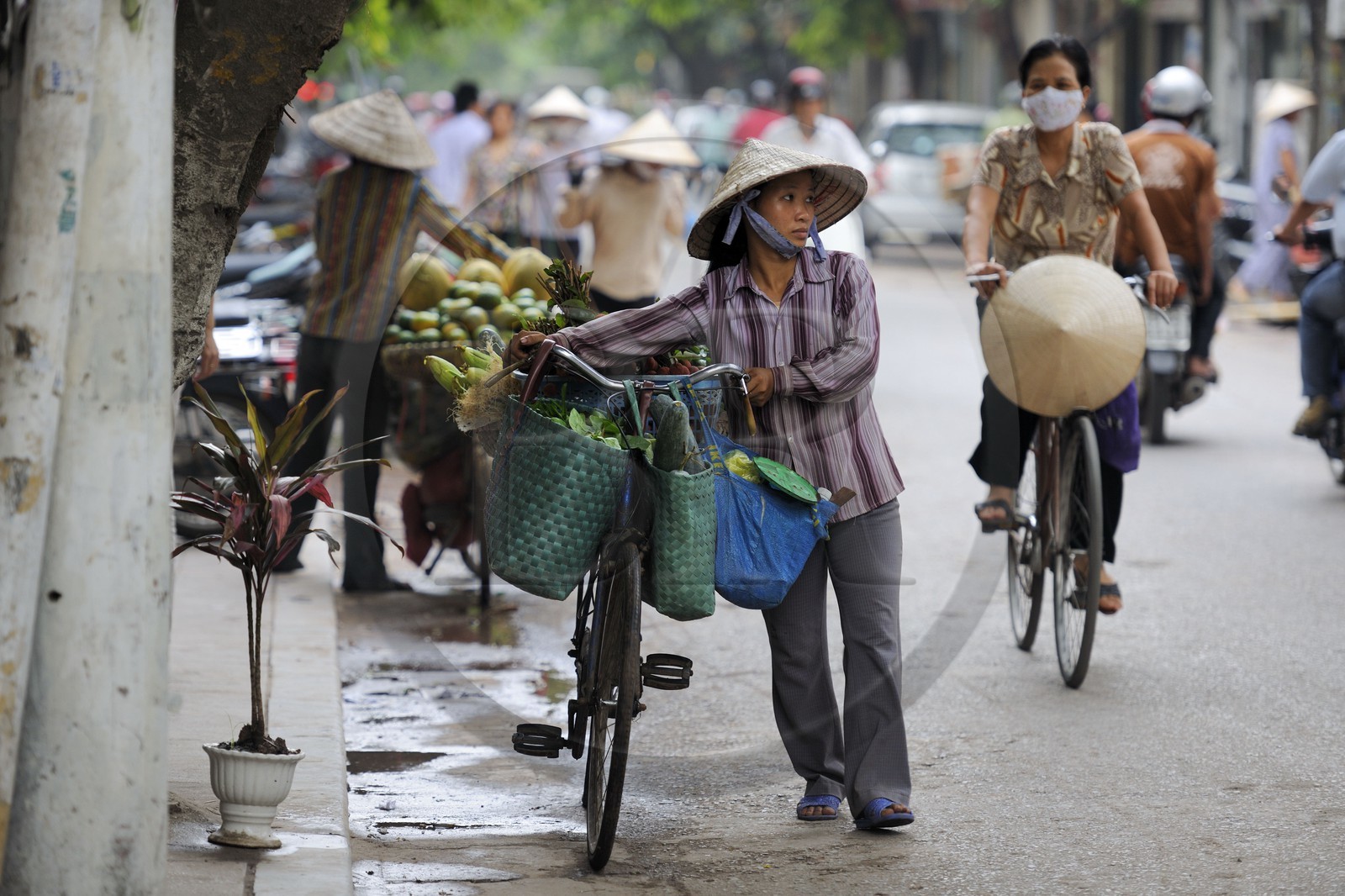 Vietnam, Hanoï, vieille ville, marchande de quatre saisons à vélo