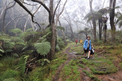 France, Reunion Island (French overseas department), Belouve forest, tree ferns