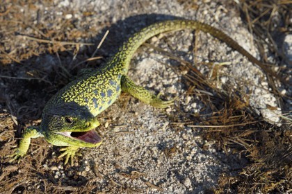 France, Dordogne, Regional Natural Park Périgord Limousin, Perigord Vert, La Rochebeaucourt-et-Argentine village area, Argentine plateau, ocellated lizard (Timon lepidus)