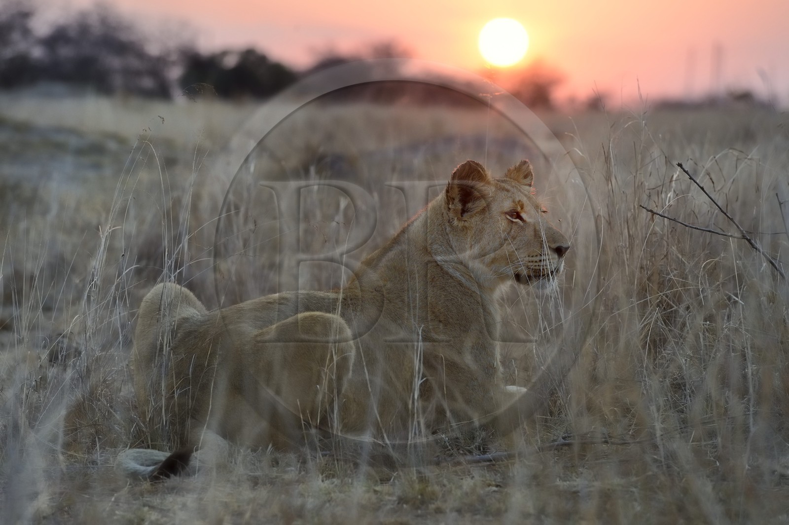 Zimbabwe, province des Midlands, Gweru, Antelope Park qui abrite ALERT (African Lion and Environmental Research Trust), jeune lionne (panthera leo)
