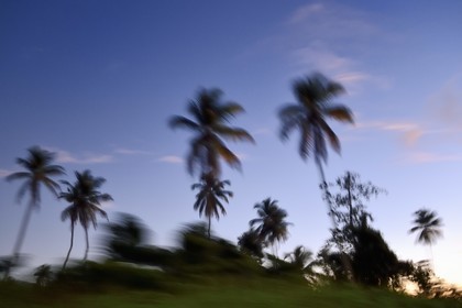 Caribbean, Dominica Island, Portsmouth, the Indian River estuary, coconut palms