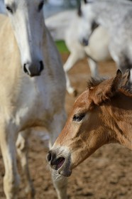 Espagne, Andalousie, province de Séville, Utrera, le haras Ayala (Yeguada Ayala), Pure race espagnole ou PRE (Pura Raza Espanola), poulain