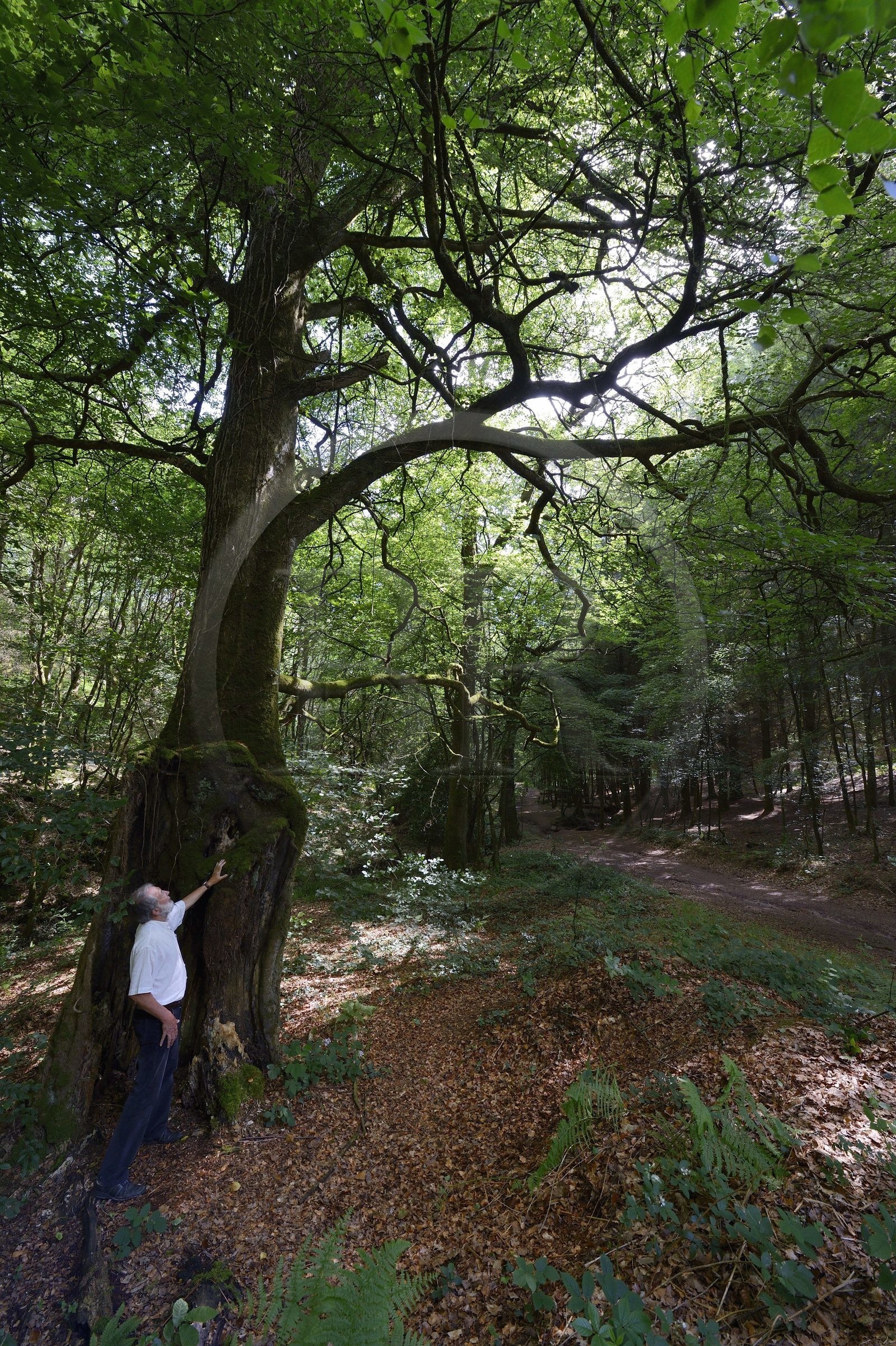 France, Morbihan (56), forêt de Brocéliande, Tréhorenteuc, hêtre multicentenaire dans le Val sans retour