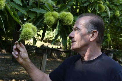 France, Haute-Corse (2B), Castagniccia, Valle d’Orezza, Hector Giudicelli castanéiculteur dans sa chataigneraie