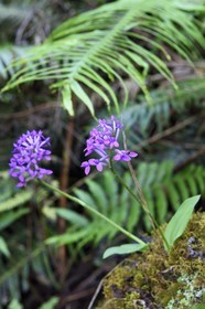 France, Ile de la Reunion, Parc National de la Réunion classé Patrimoine Mondial de l'UNESCO, La Plaine des Palmistes, forêt de Bébour, sentier de randonnée Cassé de Takamaka, orchidée sauvage