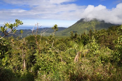 Caribbean, Dominica Island, Castle Bruce, Morne Trois Pitons National Park listed as World heritage by UNESCO, along the trail leading through the rainforest to the Desolation Valley and then to Boiling Lake