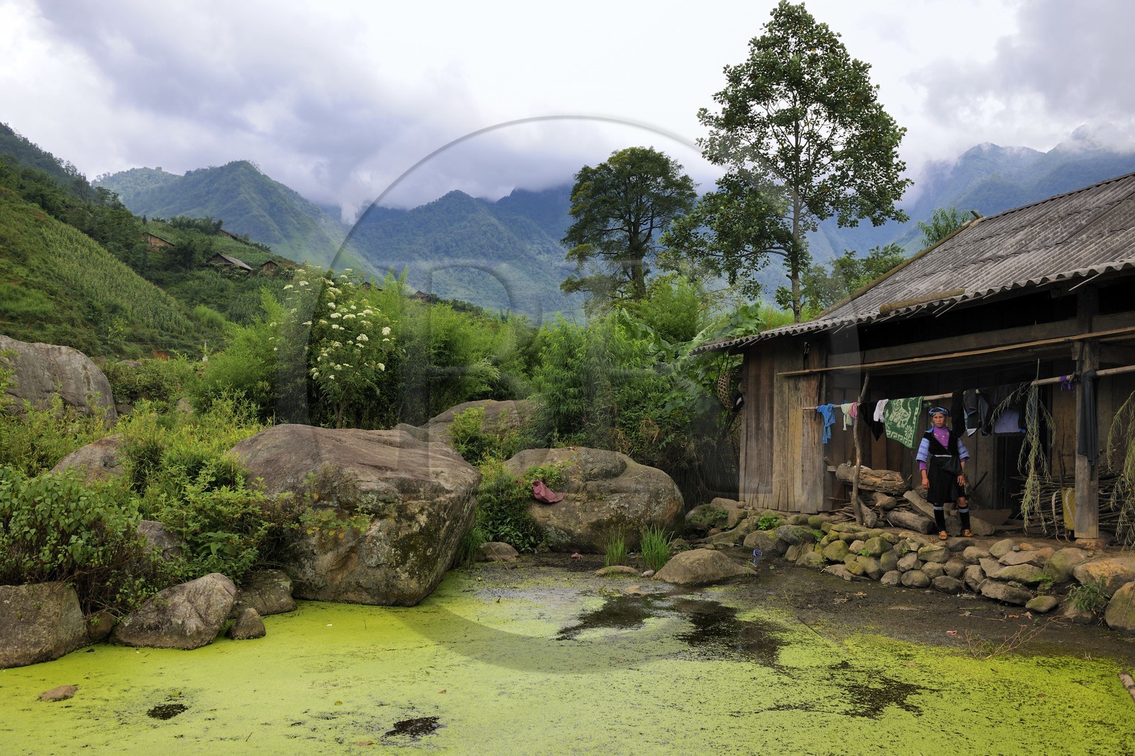 Vietnam, province de Lao Cai, région Nord-Ouest de Sapa, village de Mong Xoa de la minorité Hmong Bleu