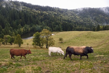 France, Vosges, Ballons des Vosges Regional Natural Park, Saint Maurice sur Moselle, chaume des Neuf Bois meadow, herd of Salers and Aubracs cows at the edge of the forest