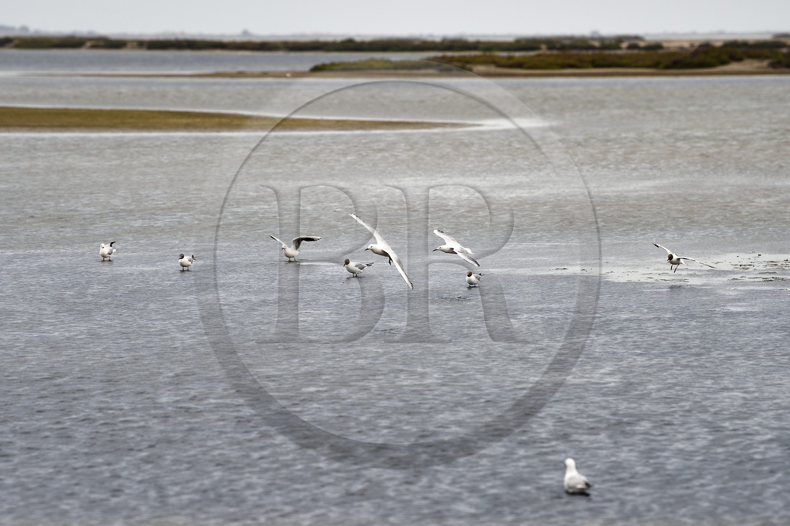 France, Bouches-du-Rhône (13), Parc naturel régional de Camargue, l’étang du Vaisseau et Vieux Rhone, mouette rieuse (Chroicocephalus ridibundus)  (tête chocolat) et goélands railleurs (Chroicocephalus genei) (tête blanche) France, Bouches-du-Rhône (13), Parc naturel régional de Camargue, l’étang du Vaisseau et Vieux Rhone, mouette rieuse (Chroicocephalus ridibundus)  (tête chocolat) et goélands railleurs (Chroicocephalus genei) (tête blanche)