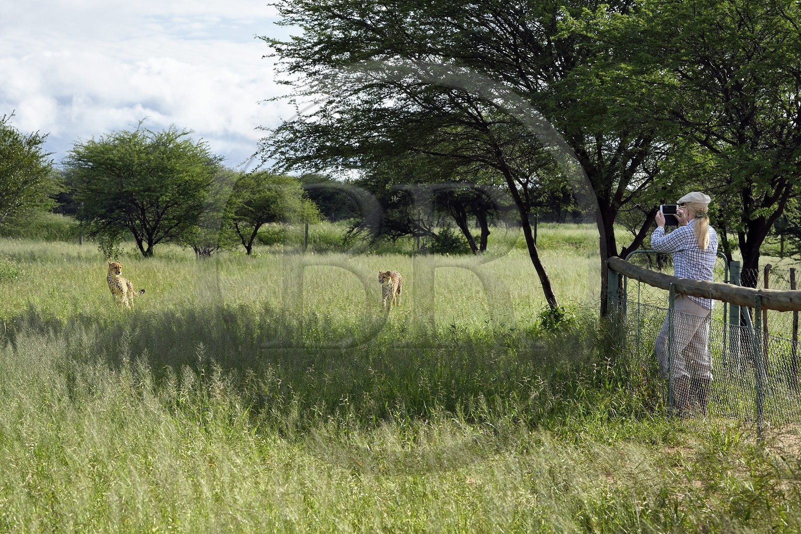 Namibie, Otjiwarongo, Cheetah Conservation Fund, centre de recherche et d'éducation, observation des guépards (Acinonyx jubatus) depuis un enclos
