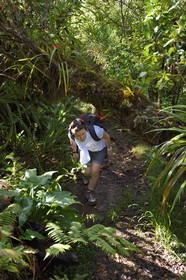 France, Ile de la Reunion, Saint Benoit, Parc national de La Reunion, classé Patrimoine Mondial de l'UNESCO, foret de Bébour, sentier du Piton Bébour
