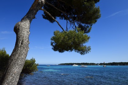 France, Alpes-Maritimes, Lerins Islands, Sainte-Marguerite island, the south coast facing the Saint-Honorat island