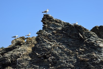 France, Var, Six Fours les Plages, Ile des Embiez, cape Saint Pierre, gulls on a rock