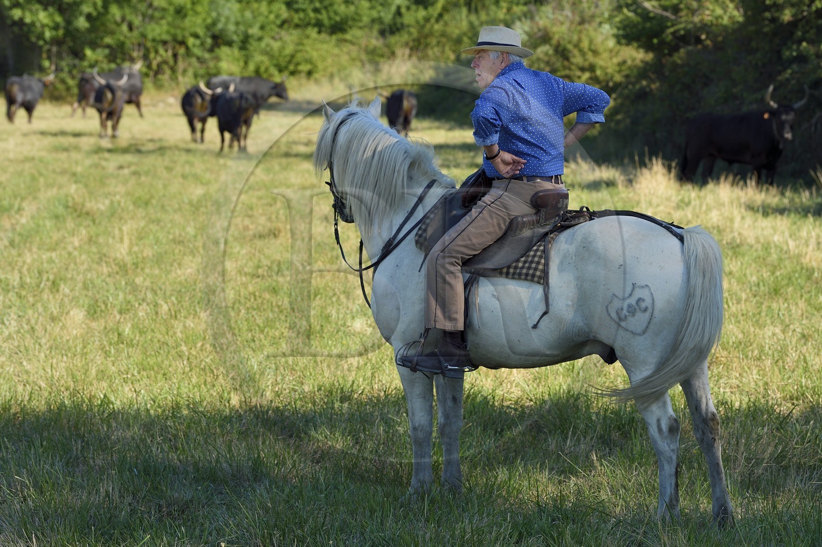 France, Bouches-du-Rhône (13), Parc naturel régional de Camargue, Mas du Menage, manade Saint Antoine (Cauzel), gardians avec les taureaux camarguais appellés Raço di Biou France, Bouches-du-Rhône (13), Parc naturel régional de Camargue, Mas du Menage, manade Saint Antoine (Cauzel), gardians avec les taureaux camarguais appellés Raço di Biou