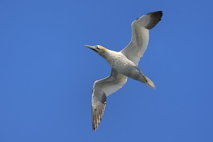 France, Cotes-d'Armor, Perros-Guirec, Sept-Iles Archipelago and bird sanctuary, Rouzic island, northern gannet (Morus bassanus)