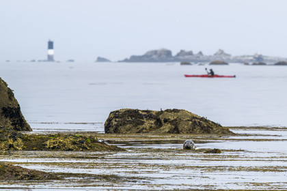 France, Finistère, Penmarch, Étocs archipelago, kayak trip from the Guilvinec Nautical Center to discover the gray seal (halichoerus grypus) in the rocks at low tide
