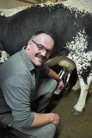 France, Haut-Rhin (68), Kruth, ferme auberge marcaire du Schafert, Serge Sifferlen s'occupe de la traite de ses vaches vosgiennes