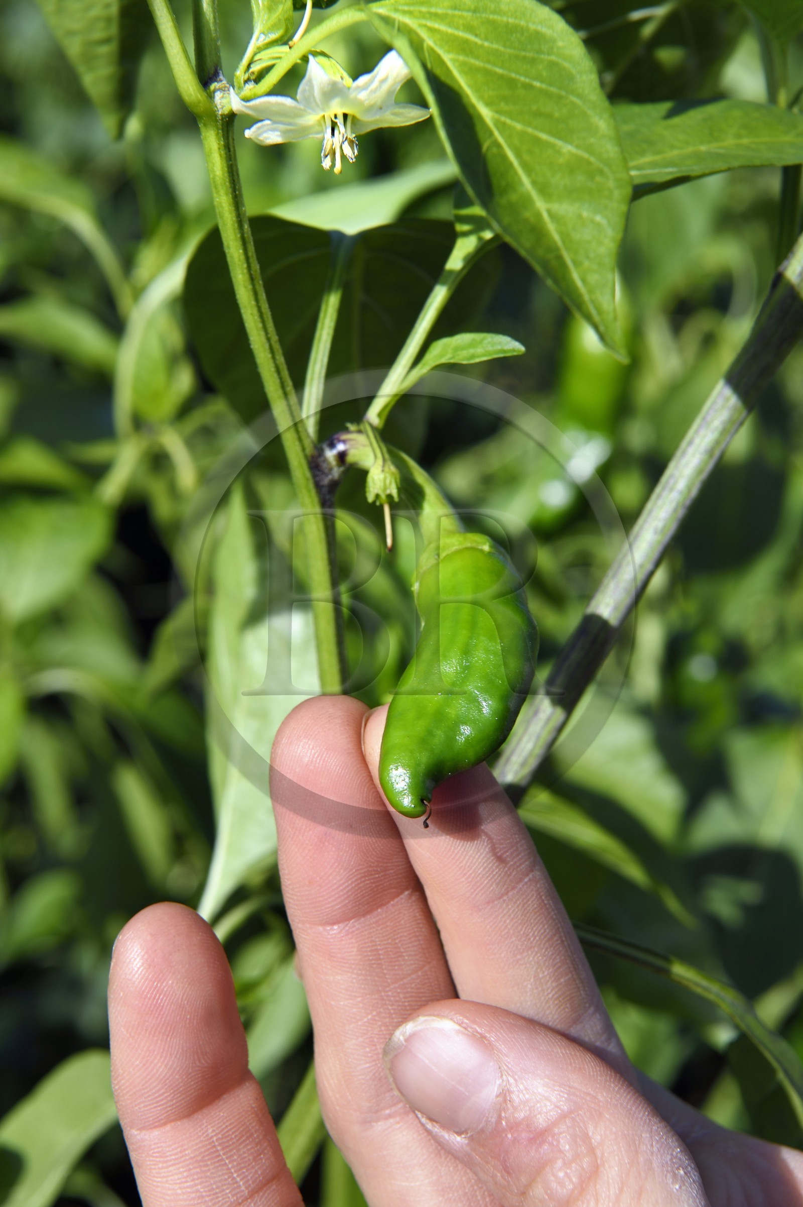France, Pyrénées-Atlantiques (64), Pays-Basque, Espelette, champ de piments d'Espelette, fleur dont le coeur deviendra le piment vert et finalement rouge à maturation