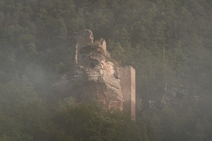 France, Bas Rhin, Northern Vosges Regional Natural Park, Obersteinbach, Steinbach national forest, Klein Arnsberg Castle ruins in the mist
