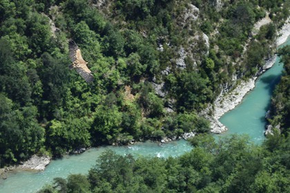 France, Alpes-de-Haute-Provence (04), Parc Naturel Régional du Verdon, Grand Canyon du Verdon, La-Palud-Sur-Verdon, point de vue de la Dent d’Aire, Vautour fauve (Gyps fulvus) en vol