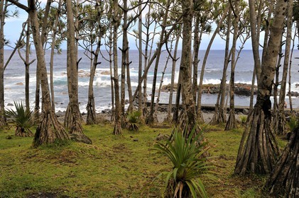 France, Reunion Island (French overseas department), Puit des Anglais locality near Saint Philippe, screwpines forest