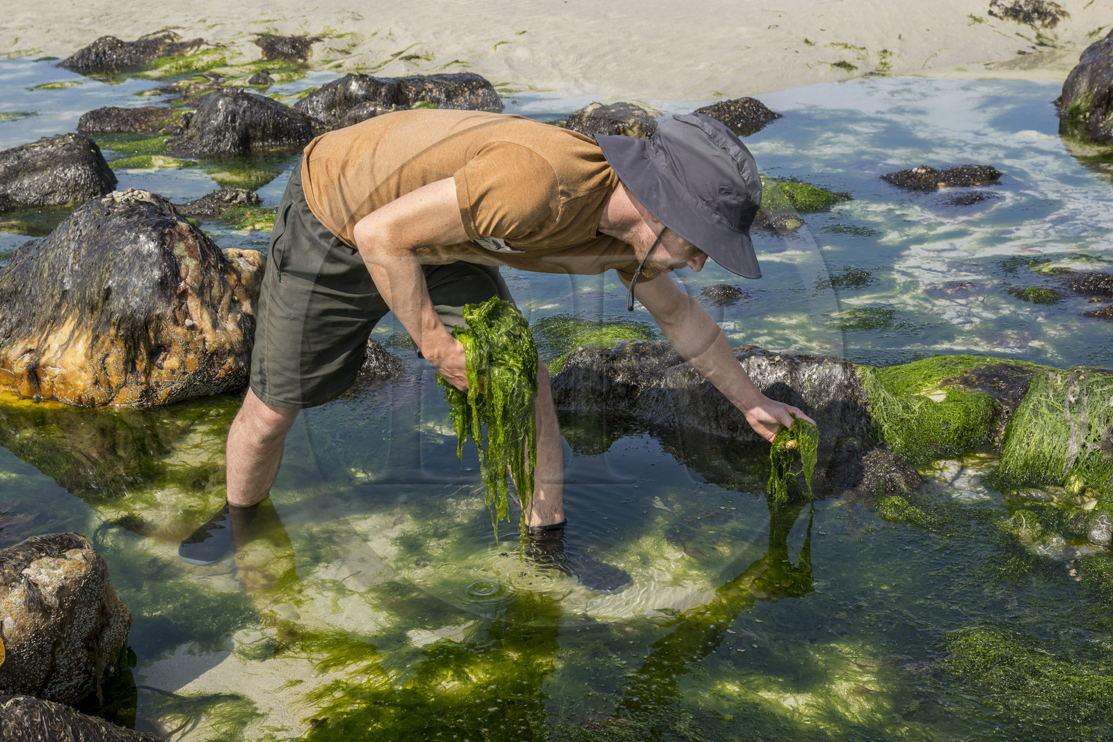 France, Finistère (29), Pays Bigouden, Baie d'Audierne, Plozévet, Lenny Gouedic co créateur de Begood Alg, récolte à pied d'algues sauvages alimentaires (Ao Nori) sur la plage à marée basse