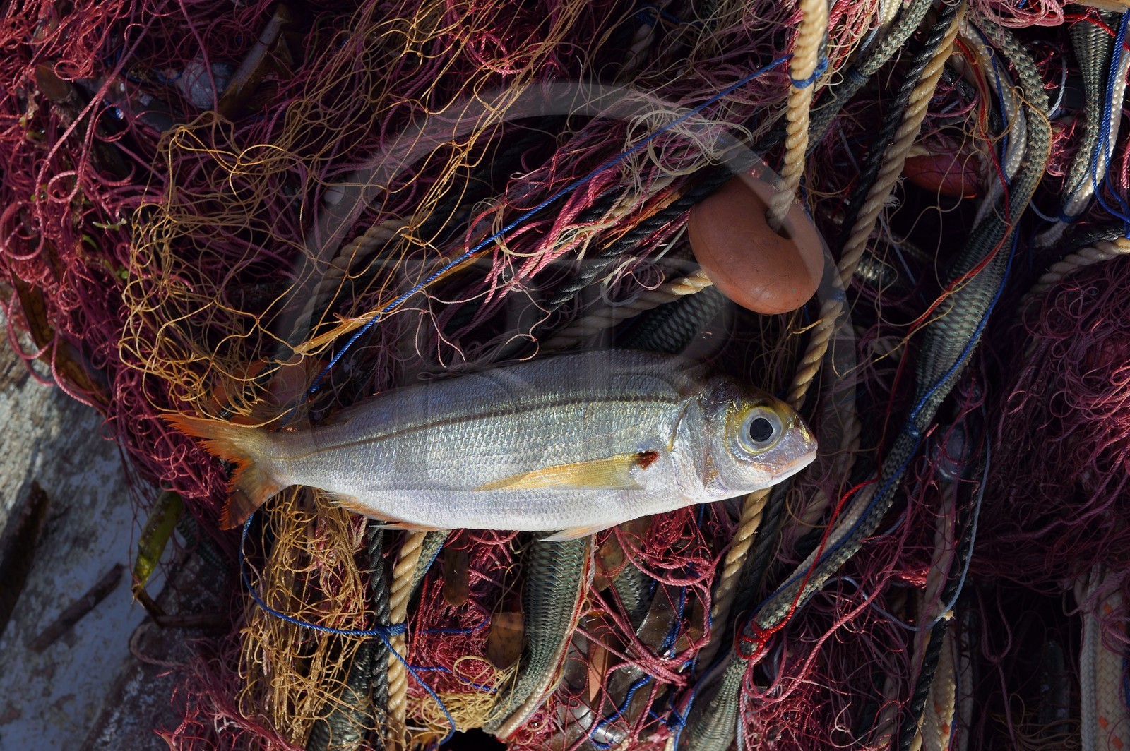 France, Var (83), Iles d'Hyères, parc national de Port Cros, Ile de Porquerolles, le quai des pêcheurs sur le port du village, la besugue